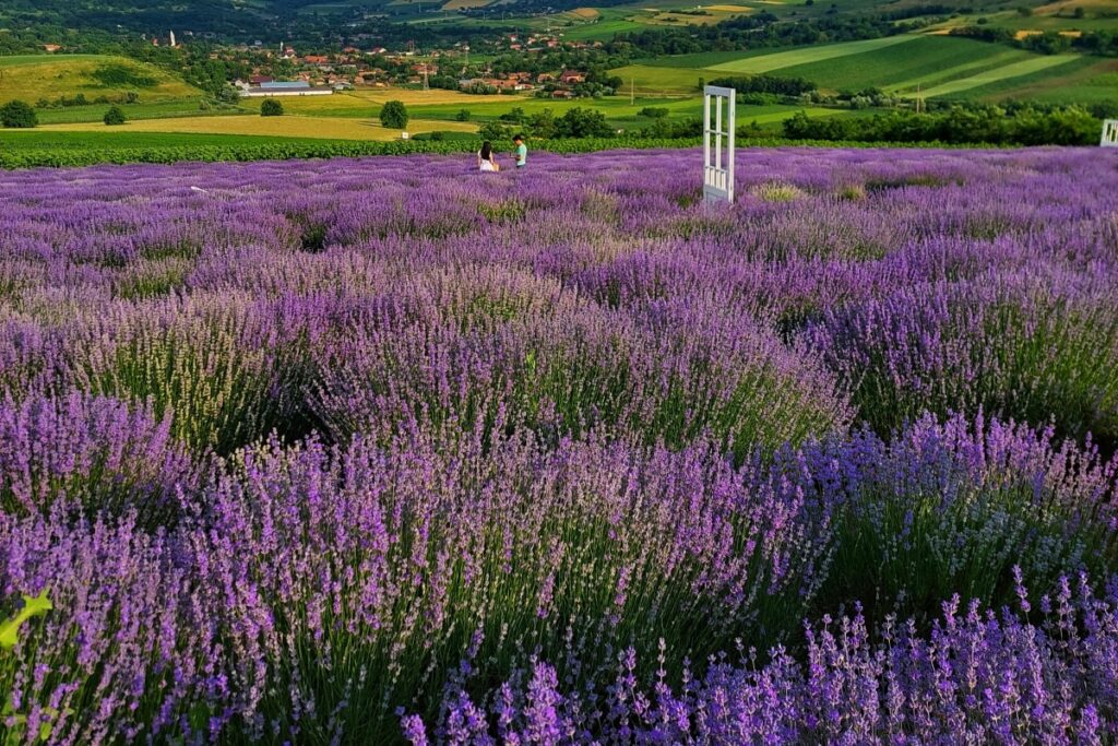 Imaginea prezintă un câmp imens de lăstun, cu o ocean de flori violet-purpurii care se estompează către orizont. Două persoane se pot vedea printre lăstun, iar un cadrul de ușă albă pune o notă ciudată pe peisaj. În fundal, se întind câmpuri verzi și un sat mic. Pe Pinterest, potențialii decoratori și iubitorii de design pot găsi numeroase inspiratii marocane pentru casa lor. Un astfel de peisaj de lăstun poate inspira culorile, texturile și senzațiile pentru o interior design exotică. Marocul este cunoscut pentru utilizarea culorilor intense, precum și pentru elemente decorative care evocă o senzație de natură liberă și frumosă, similară cu acest câmp de lăstun. Astfel de imagini pot fi un punct de plecare pentru a crea spații interioare unice și pline de viață, încorporând elemente autentice ale esteticii marocane.