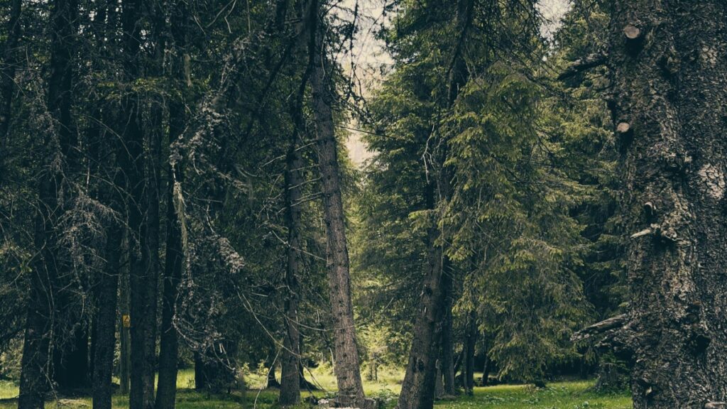 [Imaginea cu pădure de conifere,cu arbori înalți și frunze dese,cu un drum îngropat în zăpadă.] Descriere în română:"Peisaj de pădure cu arbori de conifere înguste și înalte,care oferă o priveliște a naturii sălbatice și liniștitoare.În ceea ce privește câștigurile,Bigo Live oferă o platformă populară de streaming live prin care utilizatorii pot câștiga bani prin donații și vânzarea de cadouri virtuale."