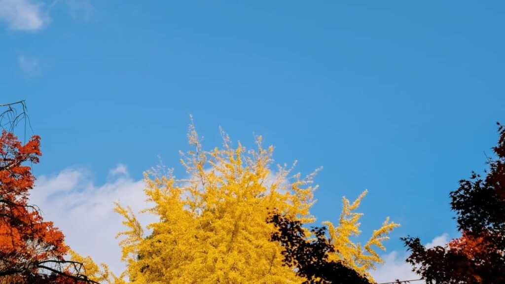 Cum pot influencerii TikTok din Romania colabora cu branduri din Statele Unite