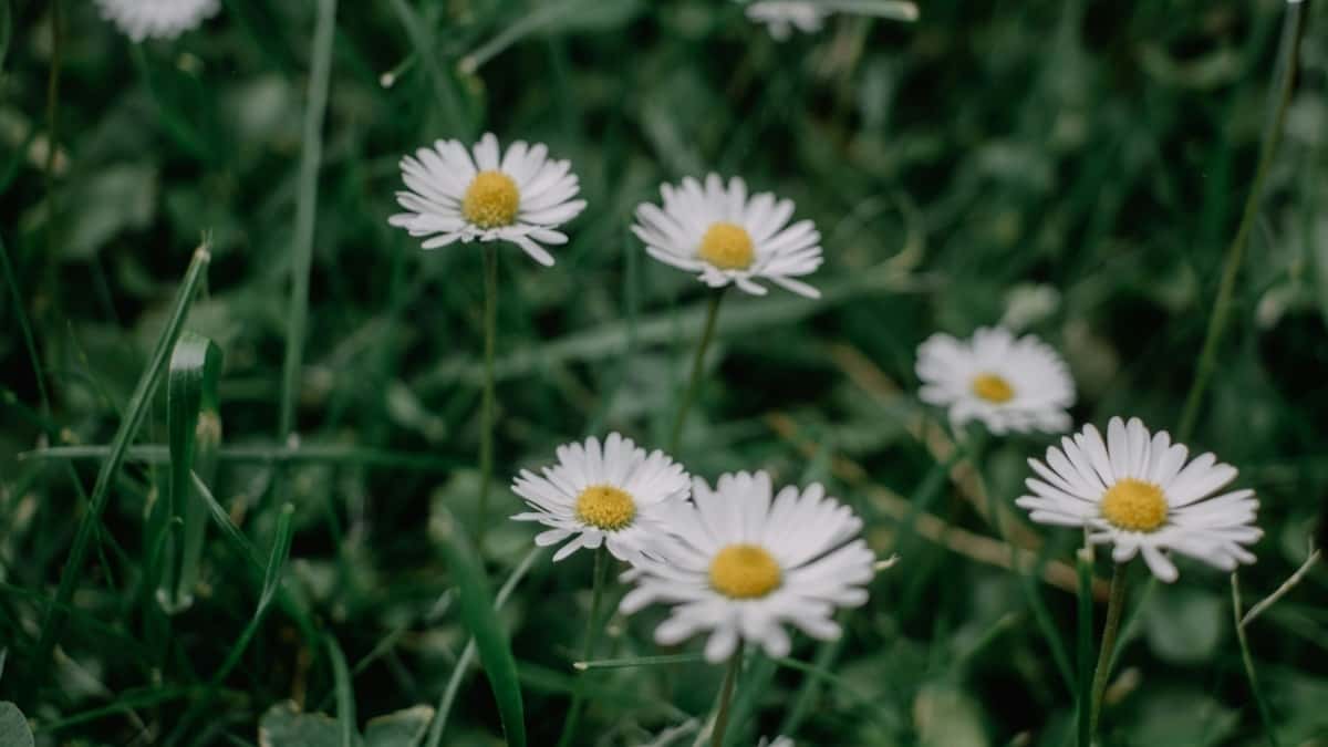 Cum pot influencerii TikTok din Romania colabora cu branduri din Germania