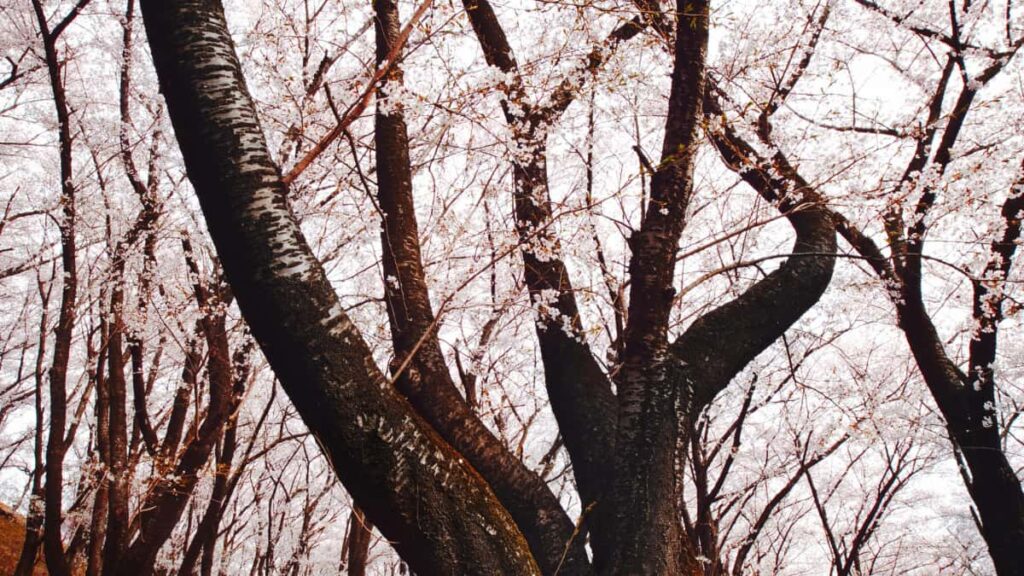 Ghid practic pentru advertiserii din Romania: cum identifici, evaluezi si contactezi creatori Pinterest din Colombia pentru campanii comune, cu tactici locale si tooluri reale.