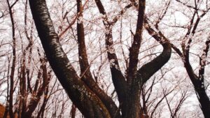 Ghid practic pentru advertiserii din Romania: cum identifici, evaluezi si contactezi creatori Pinterest din Colombia pentru campanii comune, cu tactici locale si tooluri reale.