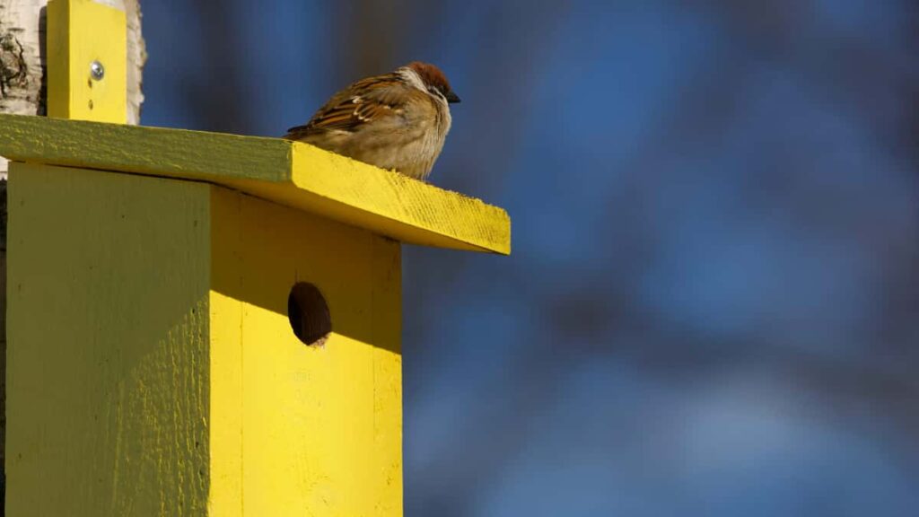 Ghid practic pentru creatori din Romania: cum identifici, abordezi si negociezi cu branduri din India pe Twitch pentru recenzii lungi de produs.