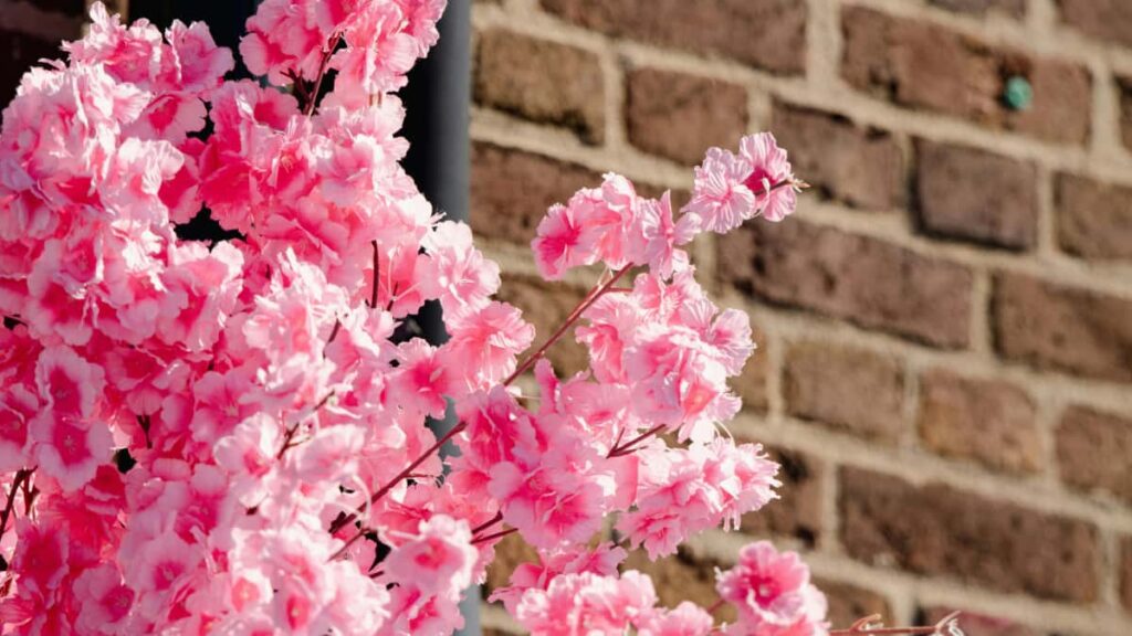 Ghid practic pentru brandurile din Romania: cum identifici, verifici si colaborezi cu creatori Douyin din Ungaria pentru lansari si vanzari de produse de ingrijire a pielii.