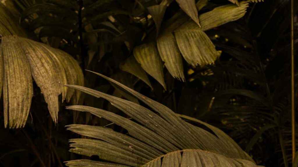 Ghid practic pentru creatori din Romania: pasi, contacte si tactici culturale pentru a atrage branduri din Emiratele Arabe Unite listate pe HBO Max in campanii wellness.